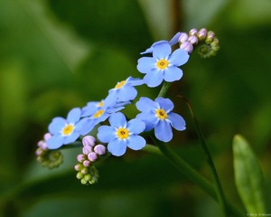 Meja Djurfelter