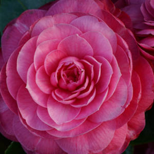 Test text Testsson M1a text
