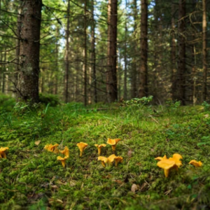 Ulf Petersson