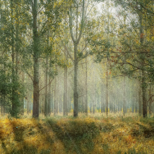 Nils Andersson