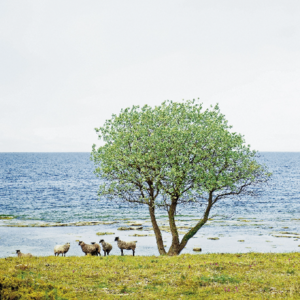 Ann-Mari Cederstrand