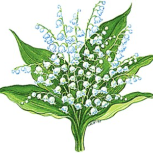 Ann-Christine 'Annchi' Blomdahl