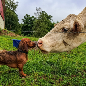 Ingegerd Abrahamsson