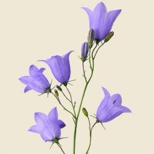 Viola Gacia
